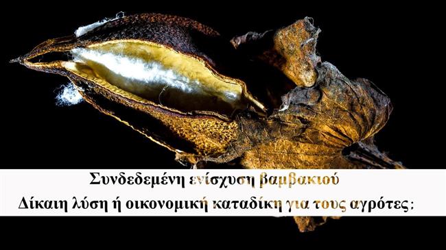Συνδεδεμένη ενίσχυση  βάμβακος: Ποιοι θα πληρωθούν και ποιοι μένουν εκτός;