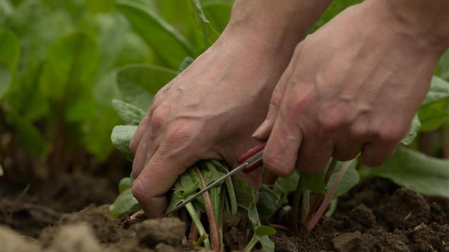 Καθυστερεί η πρόσκληση για τα Βιολογικά