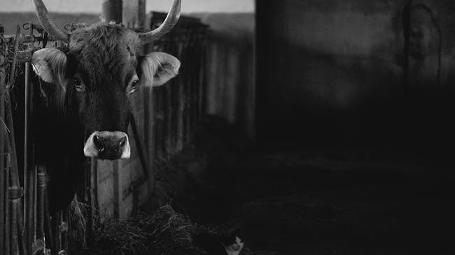 Προληπτικό εμπάργκο κατά της Αυστρίας: Παγκόσμια αναταραχή λόγω εξάπλωσης του αφθώδους πυρετού στην Ευρώπη