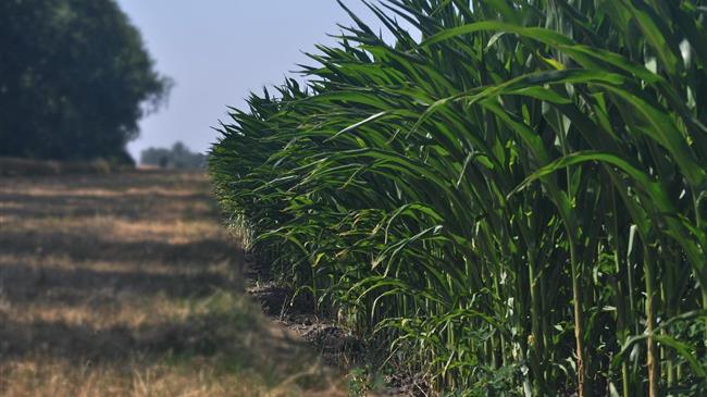 Το Μεξικό απαγορεύει την εγχώρια καλλιέργεια γενετικά τροποποιημένου καλαμποκιού