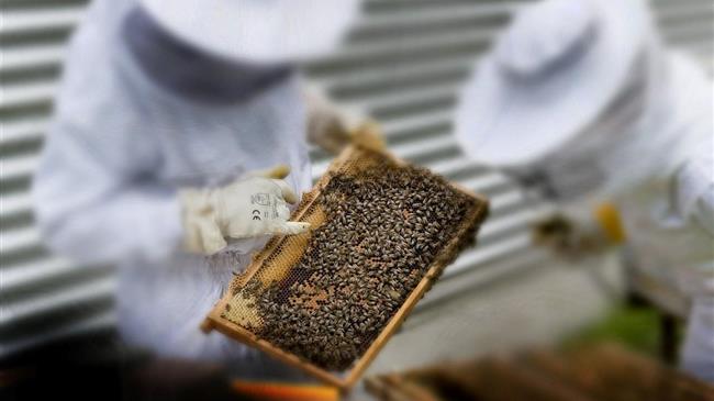 Μελισσοκόμοι: Οδηγός για τη δήλωση παραγωγής και εμπορίας μελιού - Τι αλλάζει;