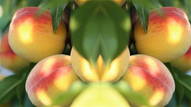 Σύσκεψη της Επιτροπής Βιομηχανικού Ροδάκινου & Αχλαδιού της ΕΘΕΑΣ: Παγετός, παραμόρφωση και τιμές στο επίκεντρο