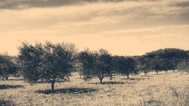 Ισπανία: Πτώση τιμών στο ελαιόλαδο και πακέτο στήριξης 15,7 δισ απέναντι στους δασμούς