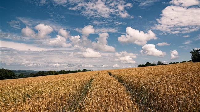 Πως κινείται η παγκόσμια αγορά σιτηρών