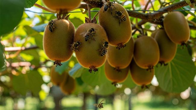 Ρεκόρ εξαγωγών για φράουλα και καρπούζι - Ανάγκη εντατικών ελέγχων σε εξαγωγές ακτινιδίου