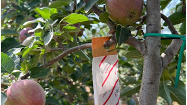 Andermatt- Anthesis: Επειδή λίγοι τολμούν και ακόμα λιγότεροι πετυχαίνουν