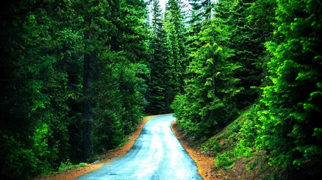 EUDR:  Στον «πάγο» ο κανονισμός για την αποψίλωση