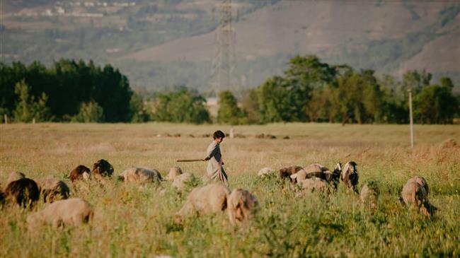 Κέλλας: 63 εκατ. ευρώ για ζωοτροφές και 100% χρηματοδότηση για ανασύσταση ζωικού κεφαλαίου