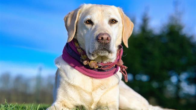 Το λίπος δεν κάνει διακρίσεις: Ένα γονίδιο για ανθρώπους και σκύλους