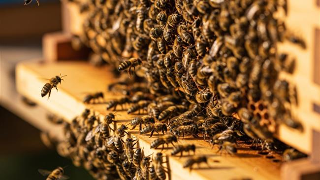 Πρόσκληση 18,8 εκ. ευρώ για βιολογική μελισσοκομία και ενίσχυση βιοποικιλότητας