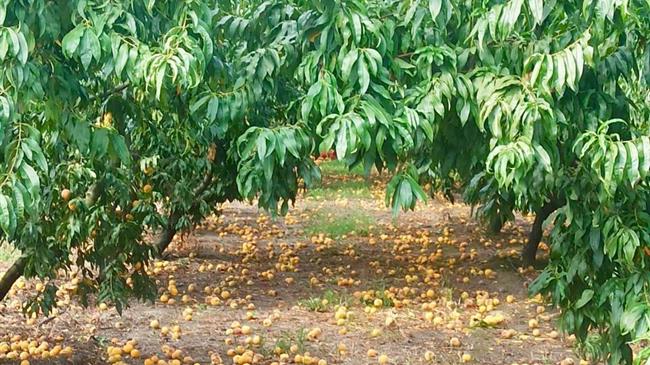 Βασιλειάδης: Για αποζημιώσεις αγροτών Πέλλας μετά τις βροχοπτώσεις Αυγούστου 2024