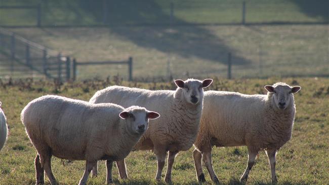 Αποζημίωση 345.094 ευρώ στους κτηνοτρόφους της Μαγνησίας για απώλειες λόγω ευλογιάς