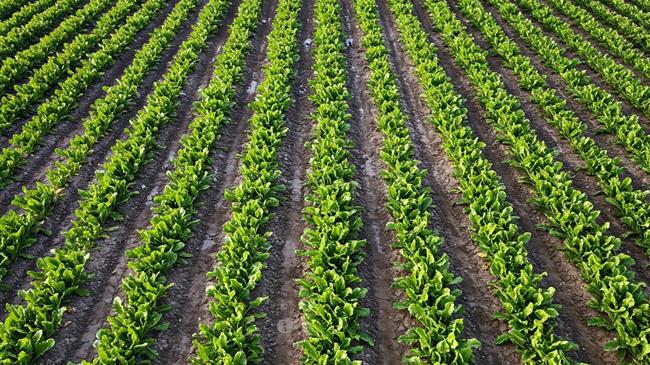 Eurostat: Μικρή κάμψη στη γεωργική παραγωγή της ΕΕ το 2024