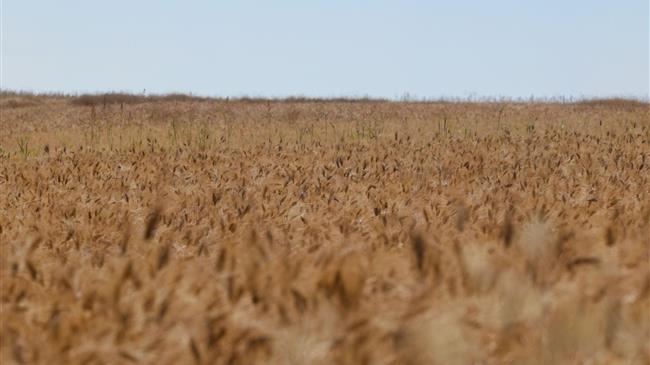 Δήμαρχοι Σερρών ζητούν ένταξη χειμερινών σιτηρών σε πρόγραμμα ΚΟΕ ή de minimis