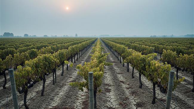 ΚΕΟΣΟΕ: Ο ευρωπαϊκός αμπελώνας επηρεάζεται περισσότερο από άλλους από την κλιματική αλλαγή