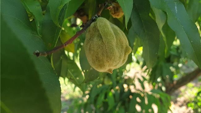 Ανησυχία στη Θεσσαλία: Παραμορφώσεις στα ροδάκινα θέτουν σε εγρήγορση τις αρχές