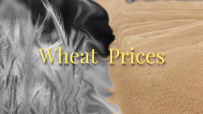 Σκληρό σιτάρι: Σαλπάρει για Ιταλία το πρώτο πλοίο με τιμή 270 ευρώ/τόνο FOB