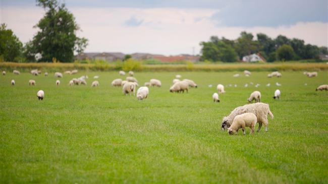Τσιάρας: «Καμία χώρα που επέλεξε τον εμβολιασμό δεν εξάλειψε την ευλογιά»