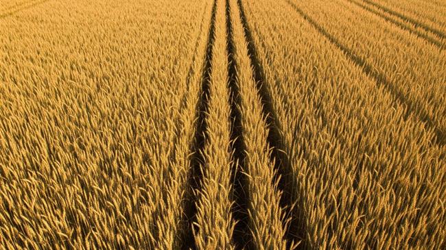 Σημαντική άνοδος 14% στις εξαγωγές σιτηρών της ΕΕ