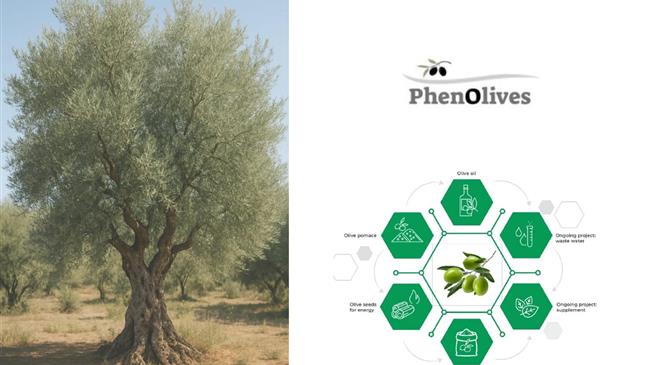 PhenOlives: Απόβλητο ή Θησαυρός; Η καινοτομία που μετατρέπει την ελιά σε τροφή του μέλλοντος»