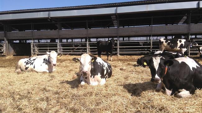 Ε.Φ.Χ.Ε.: Υφαρπαγή πόρων, ατίμωση κόπων: Ένα σκάνδαλο που υπονόμευει το μέλλον της ελληνικής κτηνοτροφίας