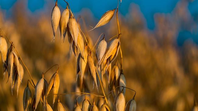 USDA: Στα σχέδια το νέο ανανεωμένο σύστημα αναφοράς εξαγωγών γεωργικών προϊόντων