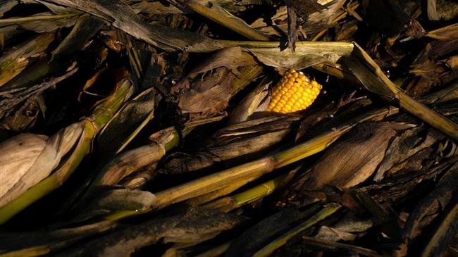 Το καλαμπόκι που άναψε φωτιές από το Παρίσι ως τα βαλκάνια