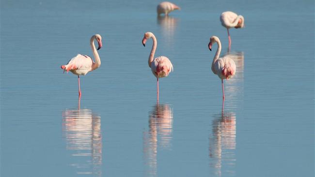 Απειλή για τους ιταλικούς ορυζώνες τα... Φλαμίνγκο
