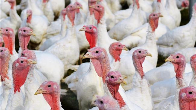 Η Ισπανία αναφέρει κρούσμα γρίπης των πτηνών σε φάρμα γαλοπούλας