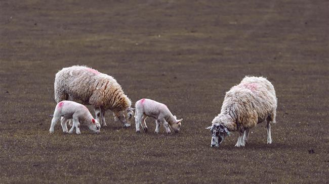 Αμύνταιο: Αναστολή λειτουργίας του ΚΥΔ λόγω ελέγχου για παράνομες δηλώσεις βοσκοτόπων