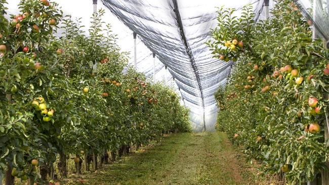 ΕΛΓΑ: Πράσινο φως για 1,71 εκατ. ευρώ σε αγρότες – Δείτε ποιοι πληρώνονται άμεσα