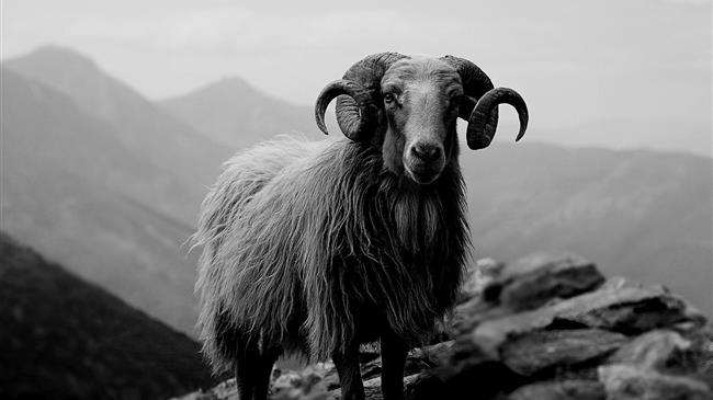 Αλλαγές και Μεταβιβάσεις στο Πρόγραμμα Αυτόχθονων Ζώων – Όλες οι Νέες Προθεσμίες και Οδηγίες για το 2025