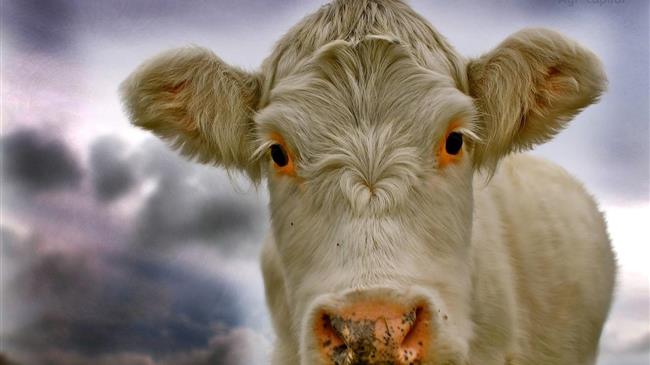 Νέα ΚΑΠ: Πόσα χάνουν οι Έλληνες αγρότες – Ποιοι κερδίζουν και ποιοι χάνουν από το πλαφόν και την απομείωση