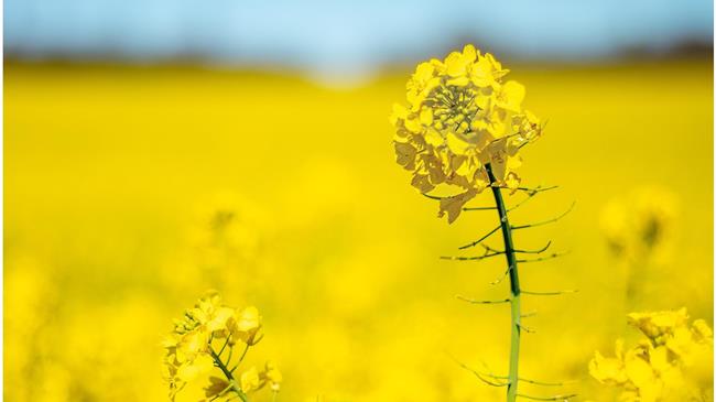 Η ΕΕ θα μειώσει τις εισαγωγές ελαιούχων σπόρων και ελαίων στη νέα σεζόν