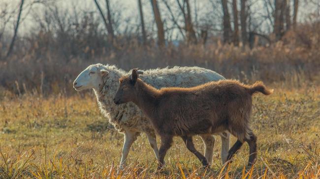 ΥΠΑΑΤ: Αυστηροποιούνται οι έλεγχοι για μη τήρηση των πρωτοκόλλων περιορισμού – εκρίζωσης της ευλογιάς των αιγοπροβάτων