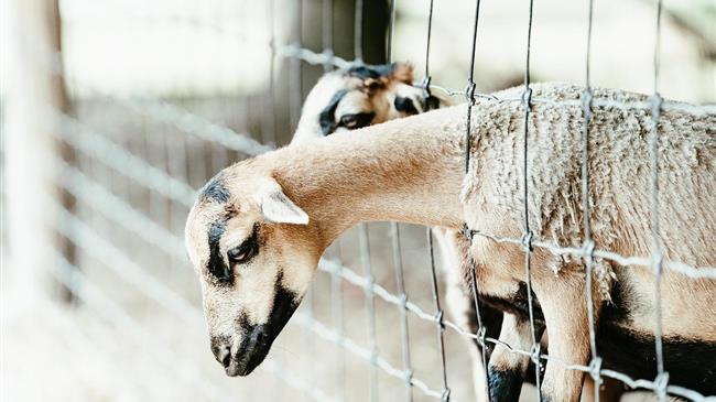 Νέα έκτακτη στήριξη των κτηνοτρόφων λόγω ζωονόσων ύψους 56 εκατ. €