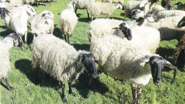 Με πρωτοβουλία Κόκκαλη ο ΣΥΡΙΖΑ ζητά την άμεση σύγκληση της Διαρκούς Επιτροπής Παραγωγής και Εμπορίου για την ευλογιά των αιγοπροβάτων