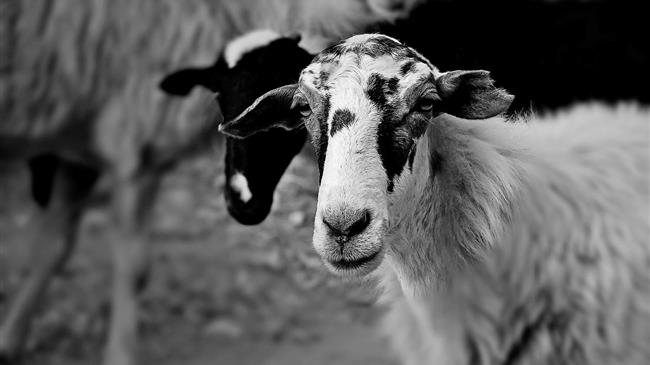 Αποζημιώσεις 2025: Ποιοι κτηνοτρόφοι πληρώνονται – Δες αναλυτικά τα ποσά σε κάθε περιοχή