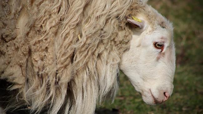 Σε υψηλό εννέα ετών οι τιμές του μαλλιού στο Ηνωμένο Βασίλειο