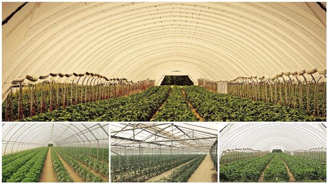 Δείτε τι επιδοτήσεις θα λάβουν όσοι βάλουν θερμοκήπια – Αναλυτικά τα ποσά και οι όροι