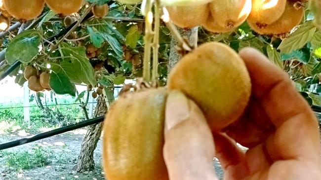 Το σωστό και έγκαιρο αραίωμα των ακτινιδίων βελτιώνει το μέγεθος και την ποιότητα των καρπών