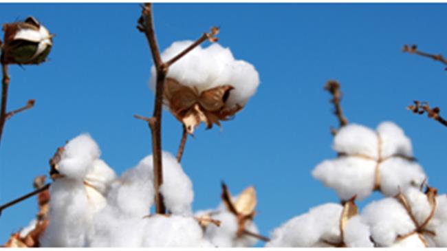 Επισκέψεις σε πειράματα αγρού από τη BASF με ποικιλίες βαμβακιού FiberMax και Stoneville