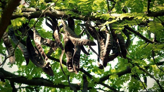 CAROBSHIELD: Η χαρουπιά στην πρώτη γραμμή της κλιματικής ανθεκτικότητας