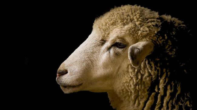 Παρατείνονται τα προληπτικά μέτρα για την ευλογιά των αιγοπροβάτων στην Κρήτη