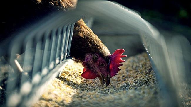 Εστίες της γρίπης των πτηνών εντοπίστηκαν σε Ολλανδία, Βέλγιο και Σλοβακία