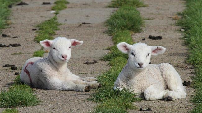 Χρηματοδοτική στήριξη της Ε.Ε. για την ευλογιά των αιγοπροβάτων