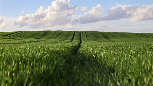 IGC: Η παγκόσμια προσφορά σιτηρών θα φτάσει σε νέα ύψη