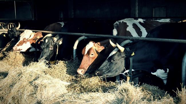 Όταν η τεχνητή νοημοσύνη αφουγκράζεται το μουγκρητό