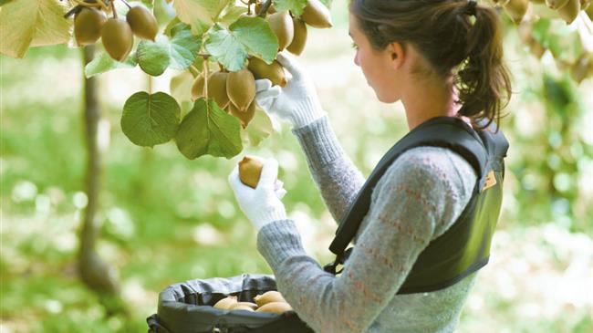 Βασικές συμβουλές για την  σωστή συγκομιδή ακτινιδίων
