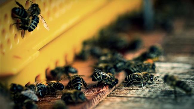 Βουλγαρία: Πάνω από €23 εκατ. σε πληρωμές για οίνο και μελισσοκομία